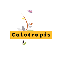 Calotropis Software Solutions